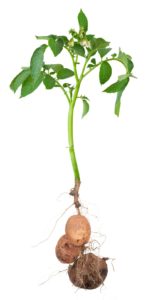 Sånn skal en frisk potetplante se ut. Foto: Thinkstock