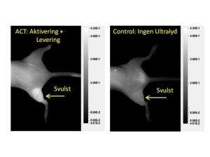 Illustrasjon 3: Opptak av et fluorescerende molekyl i svulsten i mus behandlet med ACT og ultralyd (til venstre) og ikke behandlet med ultralyd (til høyrer). Figuren viser at bare den behandlede svulsten har tatt opp det fluorescerende molekylet. Illustrasjon: NTNU