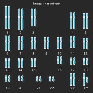 Menneskets kromosomer. Illustrasjon: Thinkstock