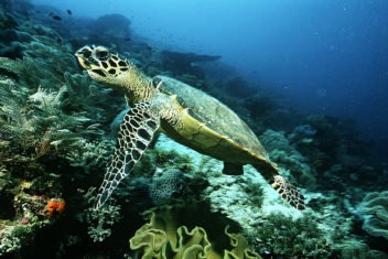 Denne skillpaddearten som bor i korallrevene utenfor Indonesia, er kritisk truet. Foto: Thinkstock