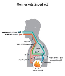 Grafikk viser menneskets åndedrett