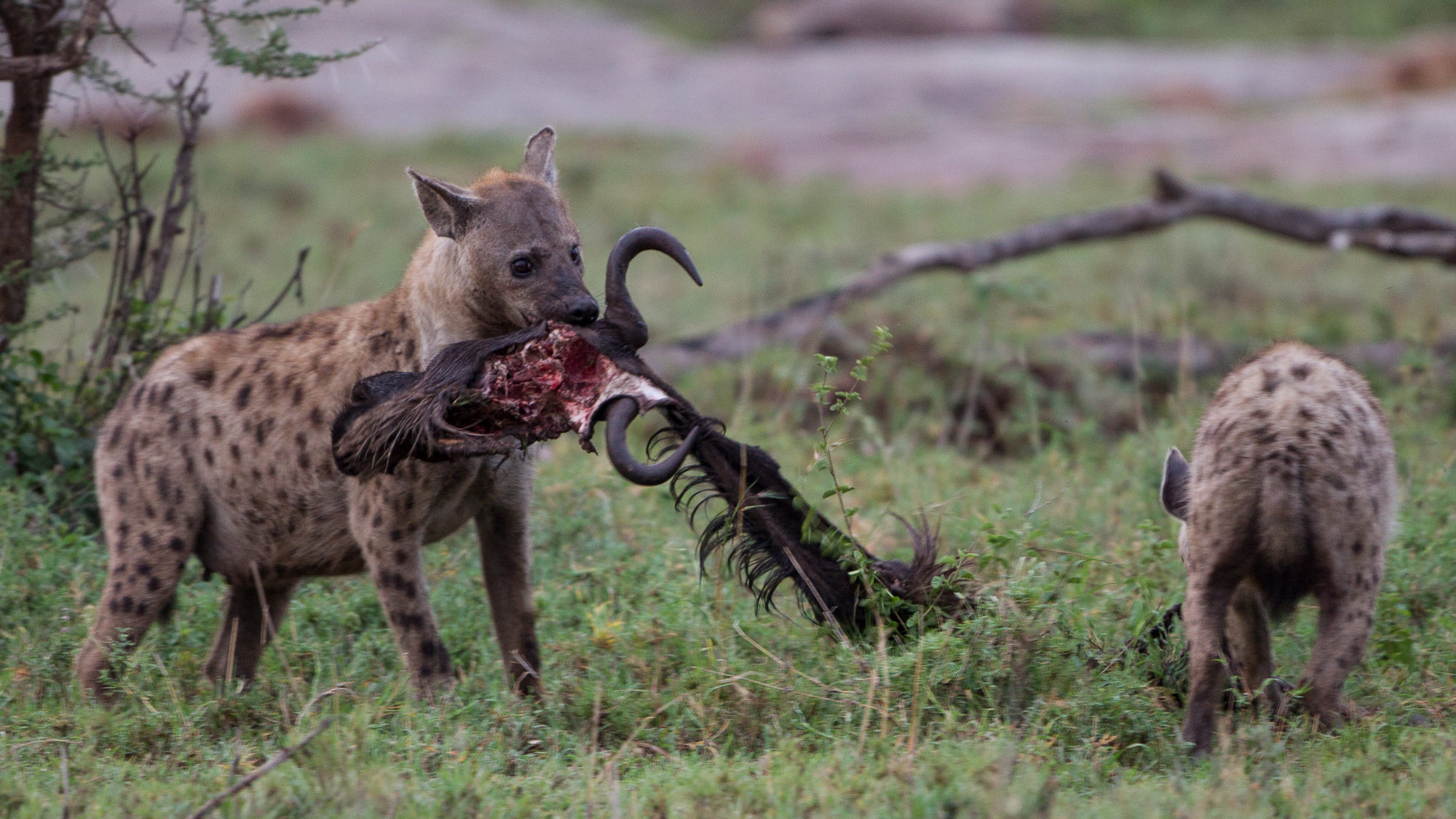 Hyene spiser gnu