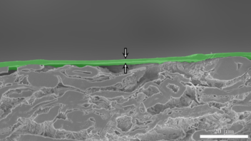 Tverrsnitt av prøve. Viser et ca. 2 µm (nanometer) tykt lag med nanocellulose oppå papp.