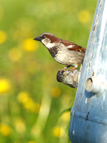 Det er første gang i hele verden at noen har flyttet fugl for å gjøre kunstig seleksjon i en vill bestand. Foto: Henrik Jensen, NTNU