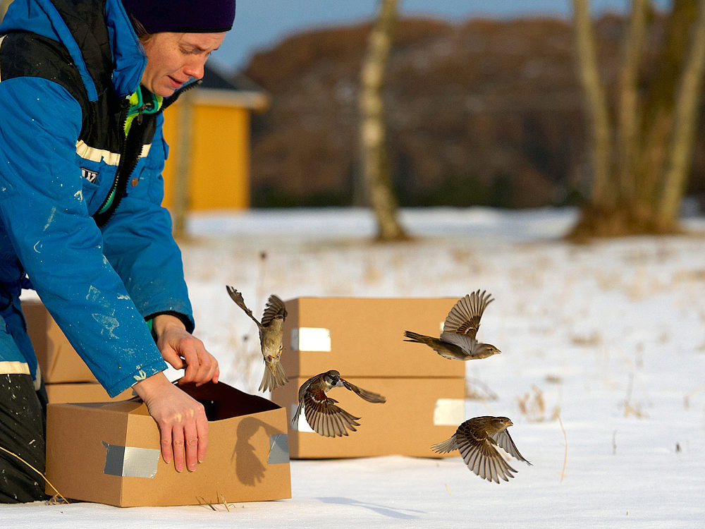      Forsker Ingerid Julie Hagen (tidligere ved NTNU, nå ved NINA) slipper ut fugl på Leka som er valgt ut for å bli i bestanden. Foto: Henrik Jensen, NTNU