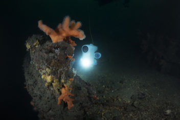 Blueye utforsker floraen under på havbunnen. Foto: Hege Røkenes