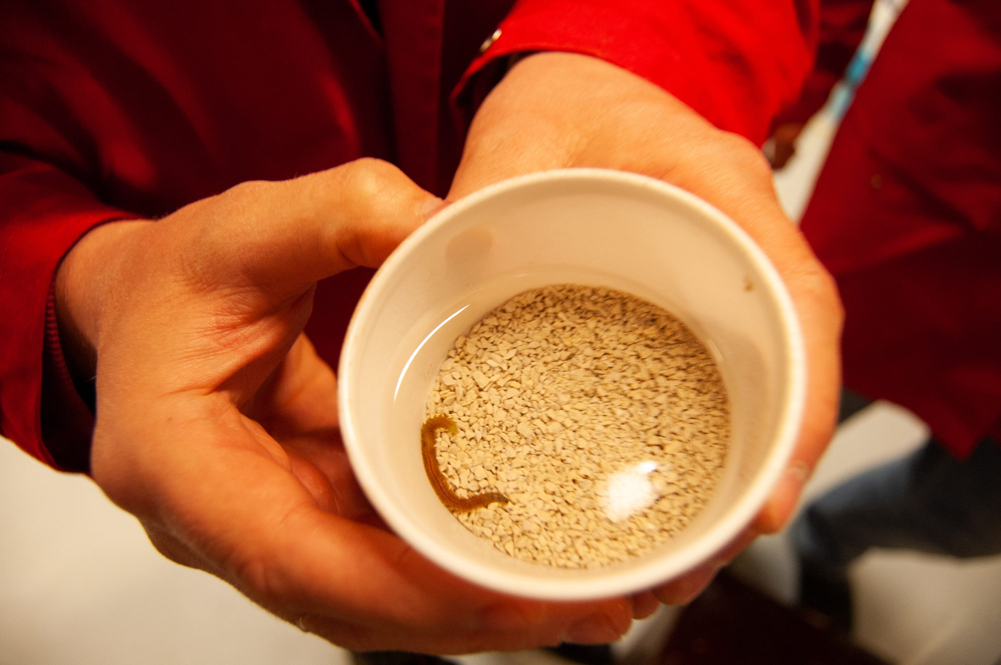 Forsker holder i en kopp med børstemark dyrket fram i laben. Nærbilde.
