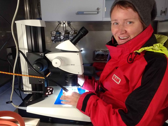 Bildet viser doktorgradsstipendiat Angela Stippkugel sorterer dyreplankton ombord på forskningsskipet.