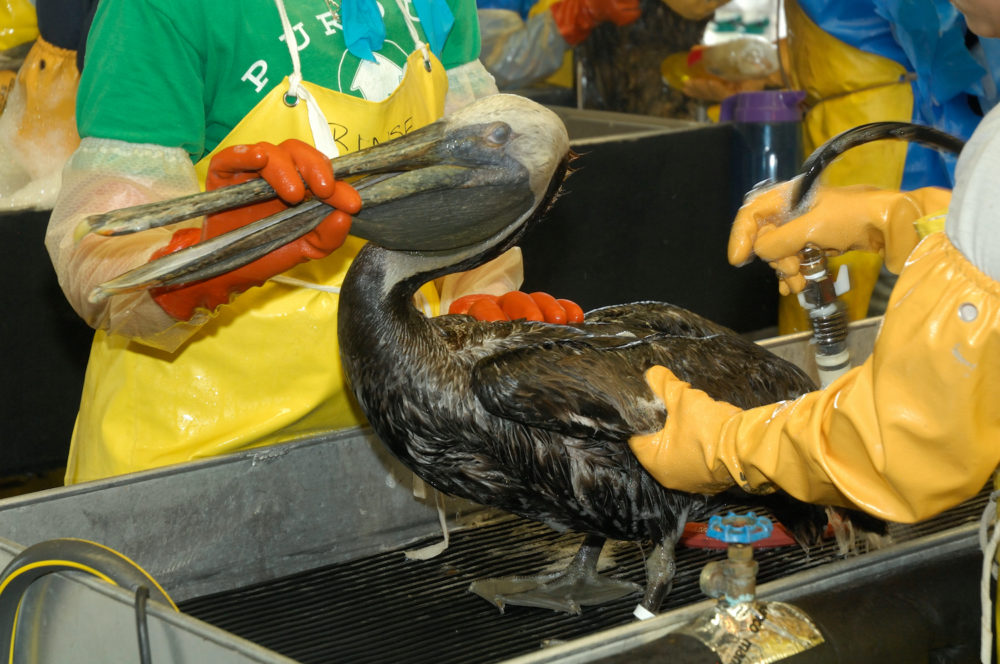 Bildet viser hvordan Utslippet fra Deepwater Horizonulykken påvirket livet i havet og hundrevis av fugler slik som denne pelikanen. 