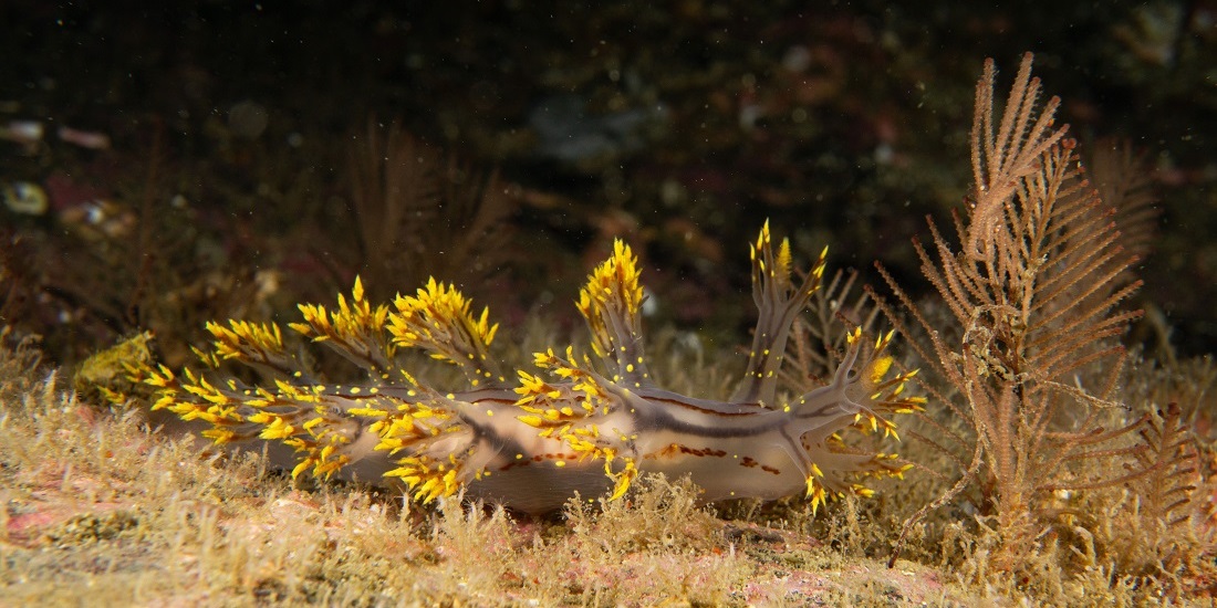 Bilder viser nakensneglen Dendronotus yrjargul 2 Foto Viktor Vasskog Grøtan