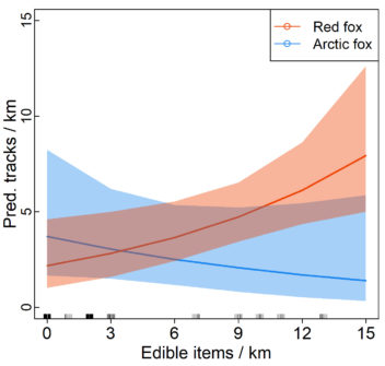 Bildet viser en graf som viser at antall rødrevspor per kilometer (y-aksen) øker med mengden av spiselig avfall (x-aksen).   