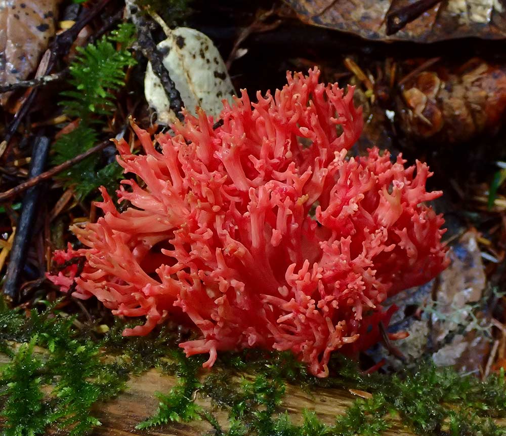 Foto av sopp som ligner koraller.