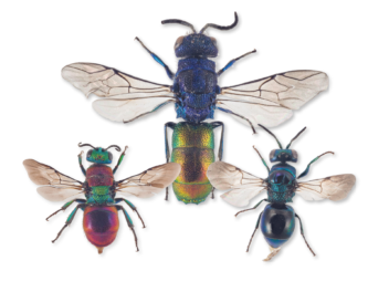 Bildet viser gullveps insekter