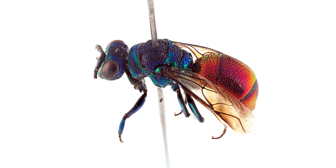 Bildet viser gullveps insekt