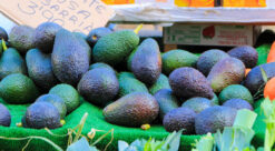Avokado til salgs på marked
