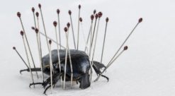 Insekter. Bildet viser insekt med nåler.