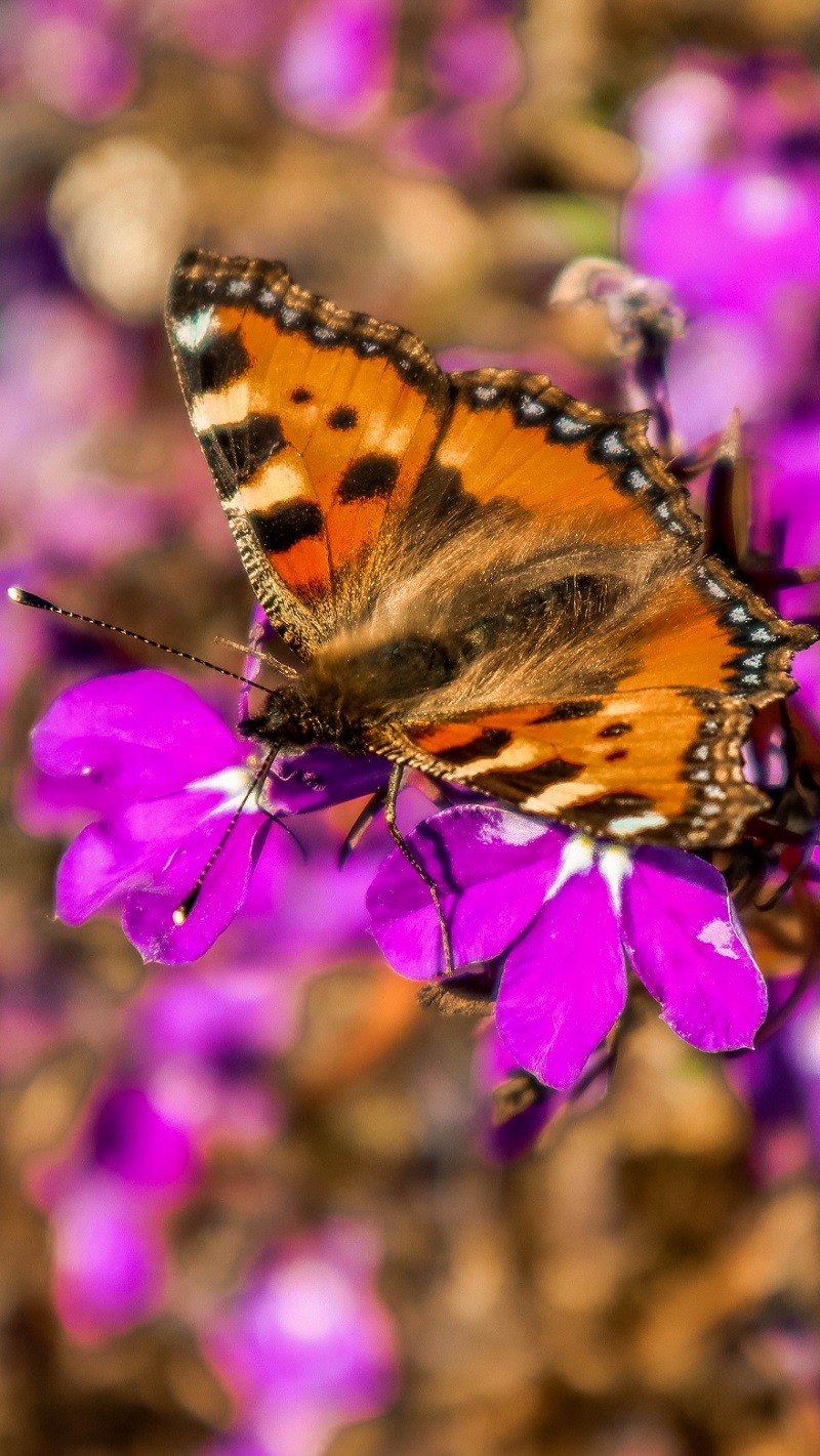 Insekter. Foto viser sommerfugl på en blomst.