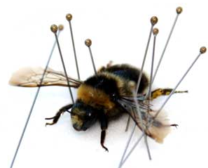 Insekter. Bildet viser sibirhumle med nåler.