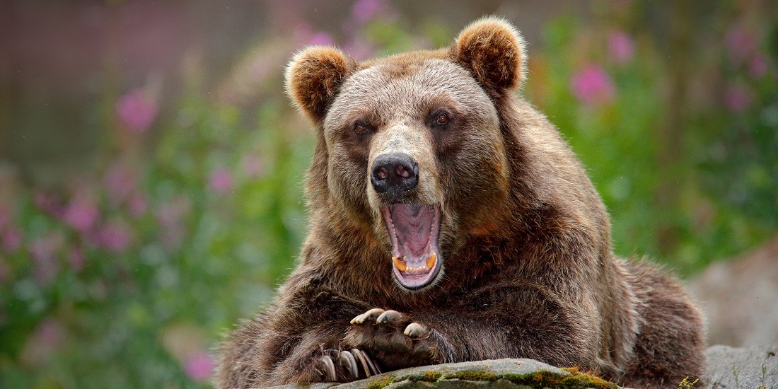 Antibiotika. Bildet viser en svensk bjørn.