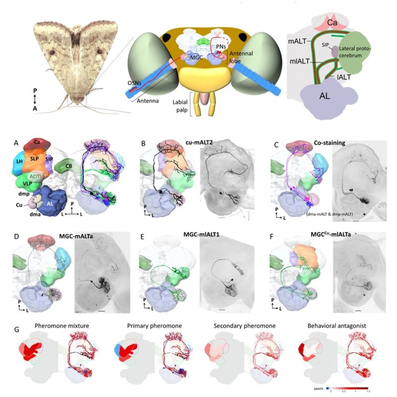 Luktesansen. Illustrasjonen viser feromoner som påvirker ulike deler av hjernen.