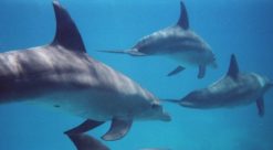 Delfiner. Bildet viser tumlere.