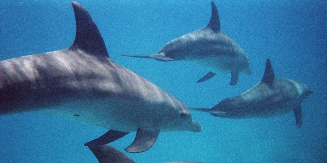 Delfiner. Bildet viser tumlere.