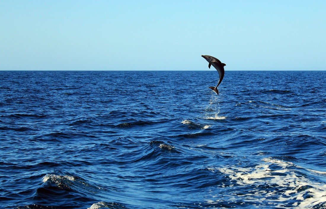 Delfiner. Bildet viser en delfin som hopper.