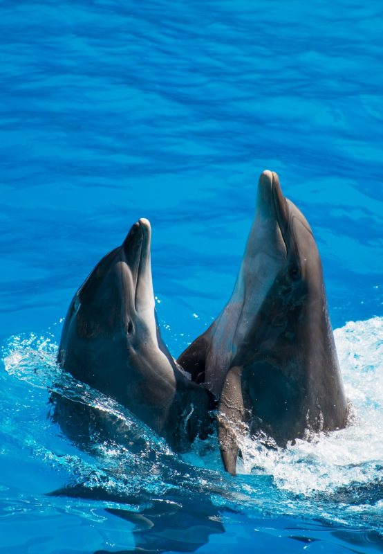 Delfiner. Bildet viser to delfiner sammen.