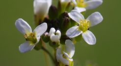 Arabidopsis. Bildet viser vårskrinneblom.
