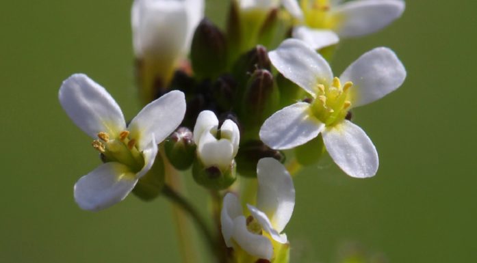 Arabidopsis. Bildet viser vårskrinneblom.