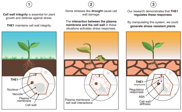 Tørke. Illustrasjonen viser plantens forsvarsmekanisme mot tørke.