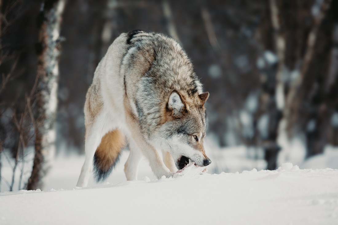 Ulven. Bildet viser en ulv.