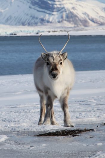 Jakt. Bildet viser et reinsdyr på Svalbard.