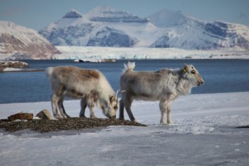 Jakt. Bildet viser reinsdyr på Svalbard.