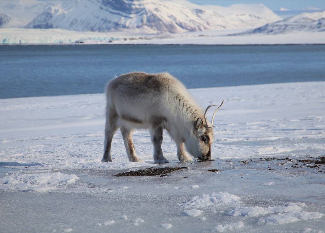 Jakt. Bildet viser et reinsdyr på Svalbard.