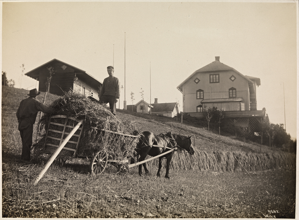 Kvinner. Bildet viser arbeid på landsbygda i 1908.