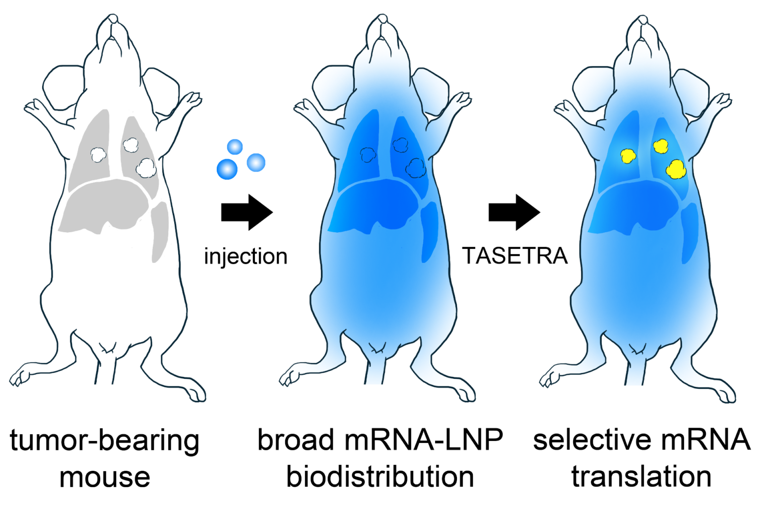 Modell av hvordan mRNA brukes som kreftbehandling i rotter