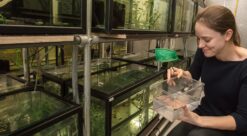 Sebrafisk. Bildet viser Rachael Morgan med akvarier.