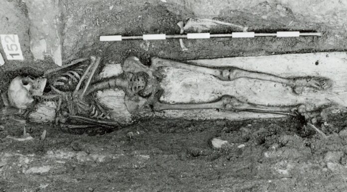 Skjeletter. Bildet viser et 800 år gammelt kvinneskjelett.