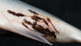 Klekket lakseluslarver for å trene KI til kamp mot blodtørstige snyltere