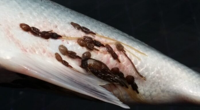 Lakselus som sitter fast på laksefisk.