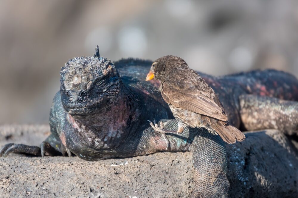 Evolusjonen. BIldet viser en fugl som nærmer seg en haviguan på Galapagos.