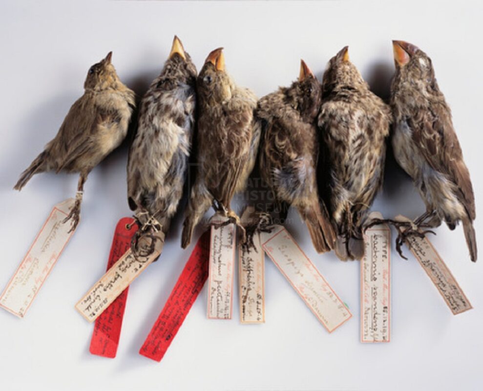 Evolusjonen. Bildet viser noen av fuglene som Charles Darwin samlet inn.