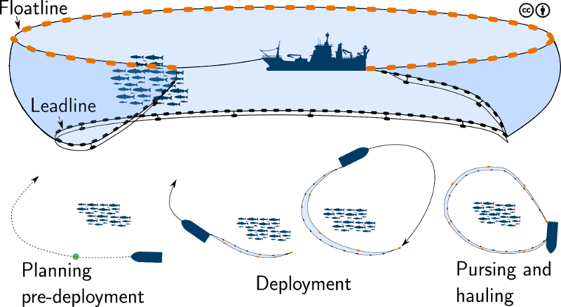 Illustrasjon som viser ringnotfiske og faktorene som påvirker et kast.