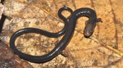 Utrydningstruet. Bildet viser salamanderen Oedipina capitalina fra Honduras.