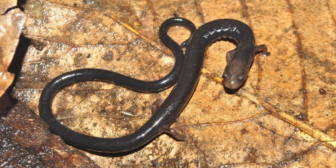 Utrydningstruet. Bildet viser salamanderen Oedipina capitalina fra Honduras.