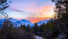 Ja, en tur i skogen hjelper faktisk mot angst og depresjon