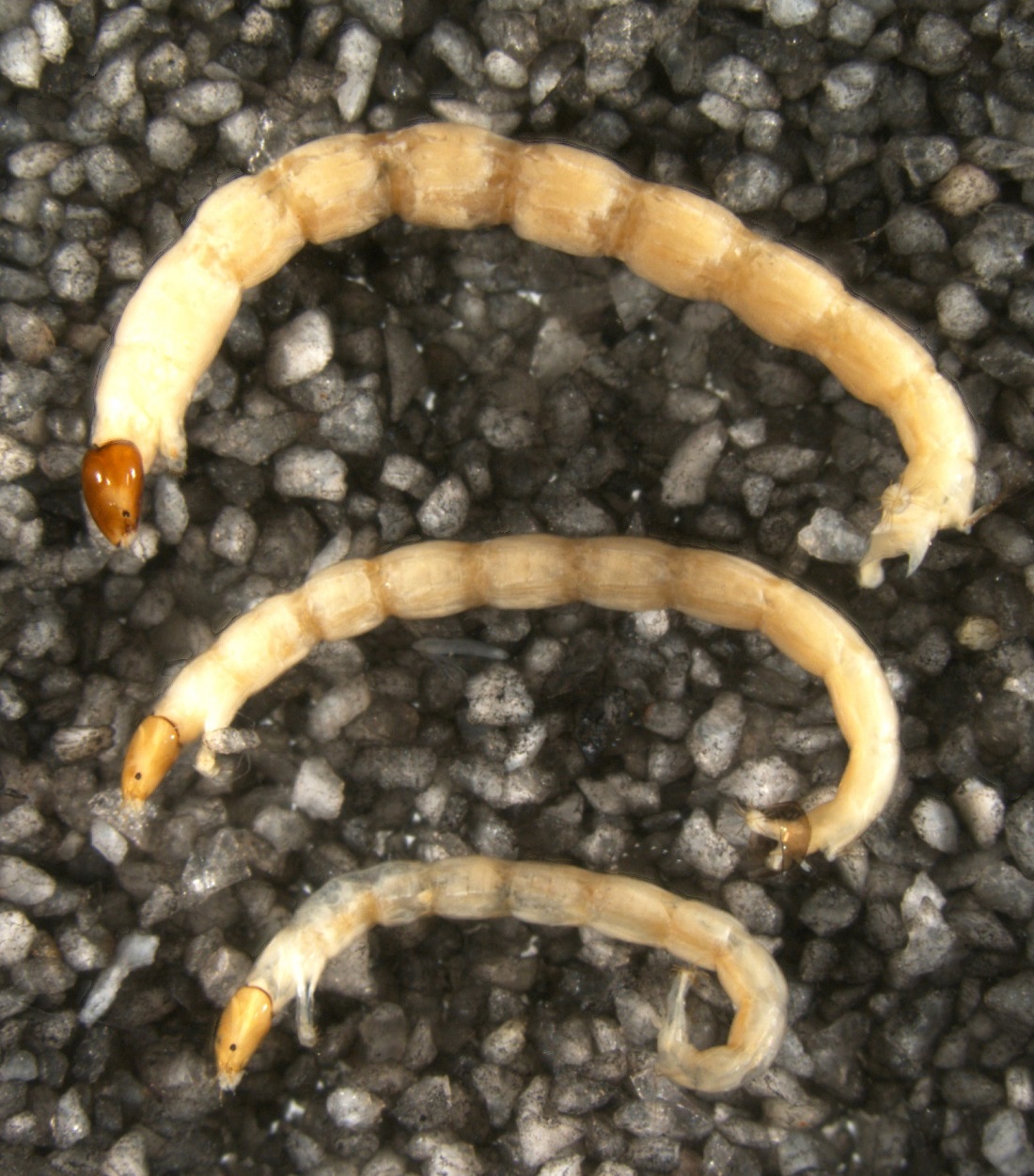 Arter. Bildet viser larver av fjærmygg.