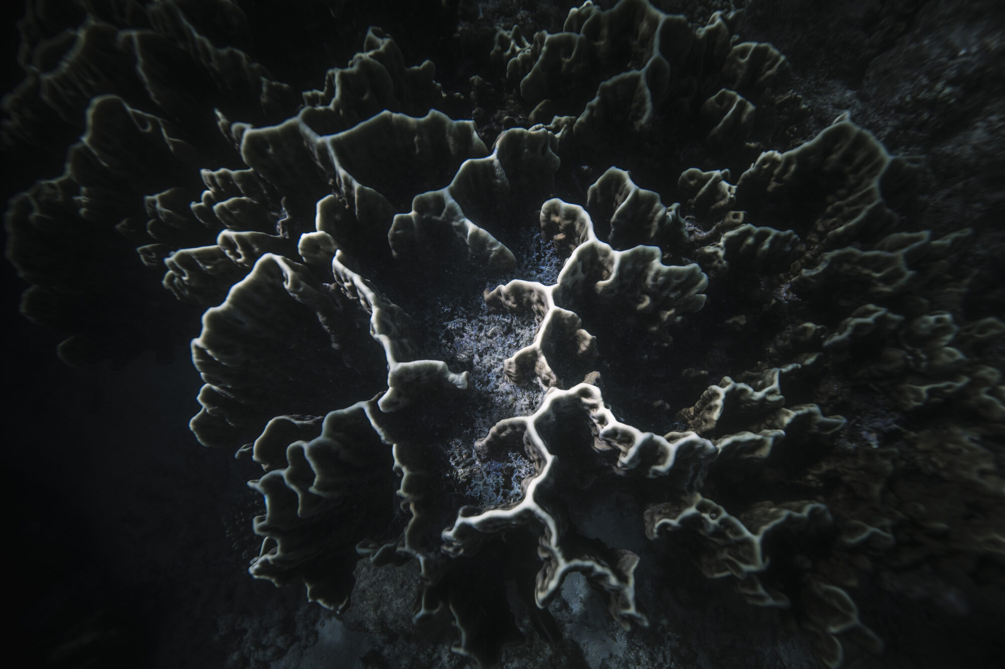 Dyphavskoraller som lever nesten uten lys. Foto: iStock