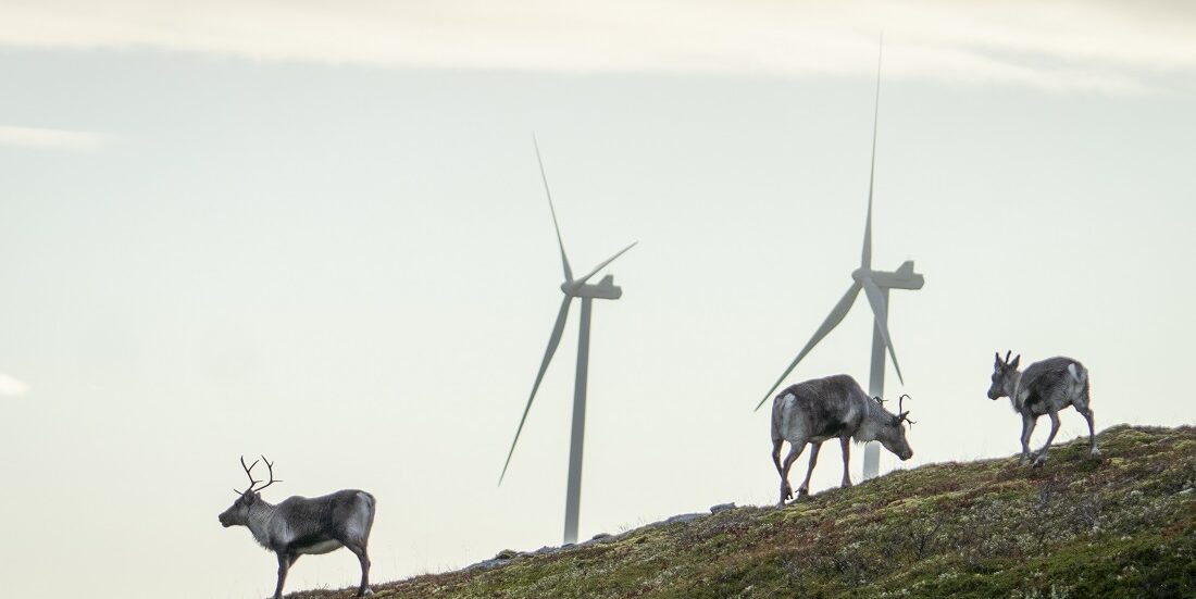 Sørsamisk. Bildet viser reinsdyr ved vindmøller på Fosen.